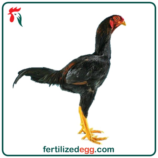 تخم نطفه دار مرغ و خروس لاری 